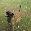 A dog with bubbles outside.