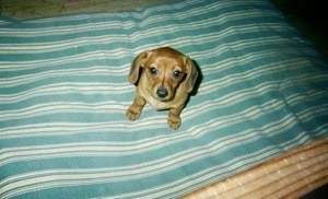 Sophie on bed