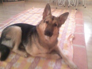 What Breed is My Dog? German Shepherd