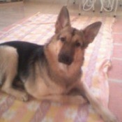 What Breed is My Dog? German Shepherd