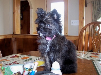 On the dining room table.