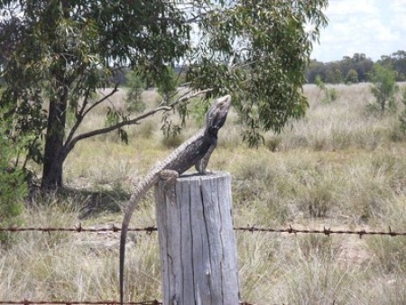 Lizard on barbed wire fence post.