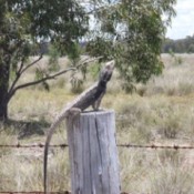 Lizard on barbed wire fence post.