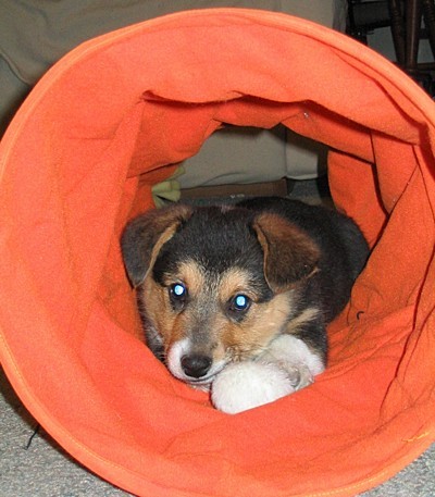 Welsh Pembroke Corgi