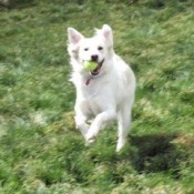 White dog running with ball in its mouth.