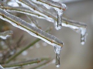 ice on bare branch