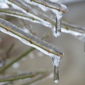 ice on bare branch