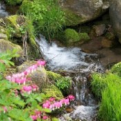 Bleeding Hearts