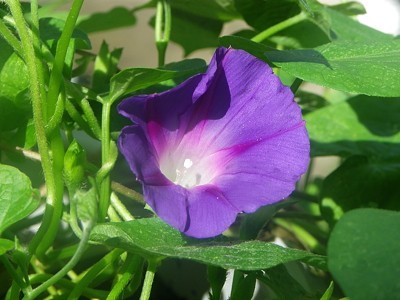 A purple morning glory blossom surrounded by green leaves.