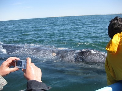 Person taking a photo of a whale.