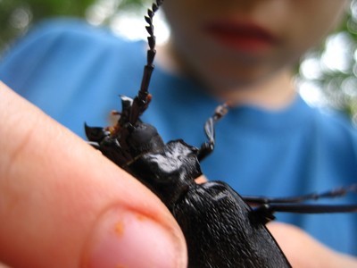 A girl holding a beetle.