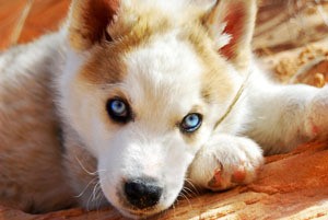 White and golden brown dog.