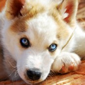 White and golden brown dog.