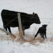 Black cow and calf.
