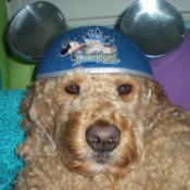 Curly wearing Mickey Mouse hat.