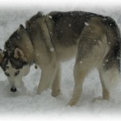 Nanuk (Siberian Husky)