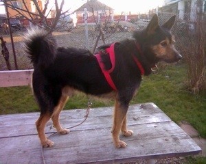 Large black and brown dog with red halter.