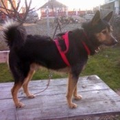 Large black and brown dog with red halter.