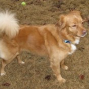 Tan dog with fluffy tail.