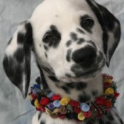 Closeup of Dalmatian.