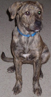 brindle dog