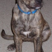 brindle dog