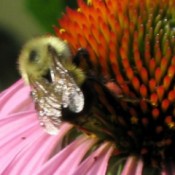 closeup of bumble bee