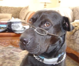 Black dog wearing glasses.