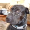 Black dog wearing glasses.