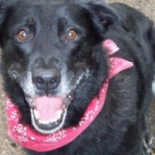 Koda with red scarf.