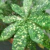 Yellow speckled green foliage plant.