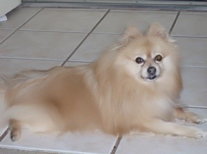 White and tan Pomeranian laying on a tile floor