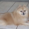 White and tan Pomeranian laying on a tile floor