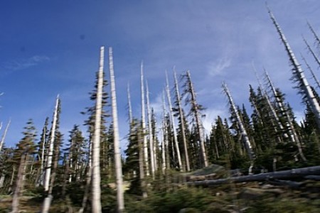 After a Forest Fire (Colorado)