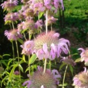 Pink flowers along stem.
