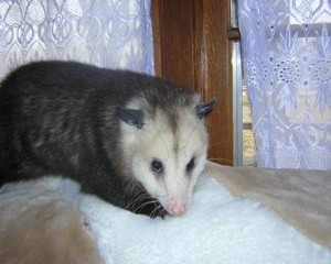 Opossum sitting near window.