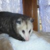 Opossum sitting near window.