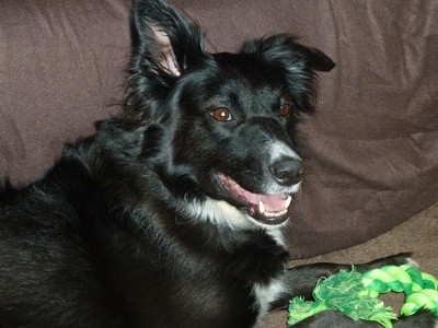 Poppy (Border Collie)