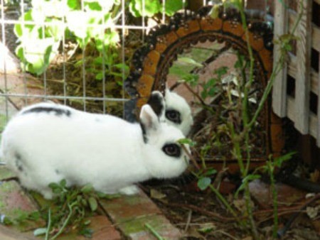 Reuse a Dog
Enclosure for Rabbits