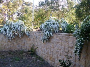 Garden: May Bushes