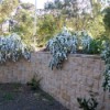 Garden: May Bushes