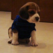 Coco (Beagle)
