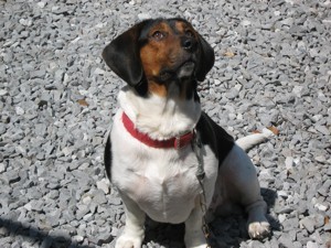 Auggie (Beagle/Basset Hound)