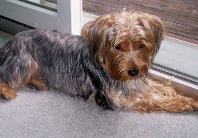 Ziva lying on floor near door.