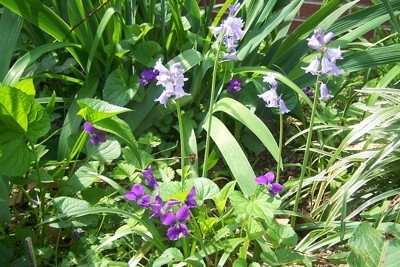 English Bluebells