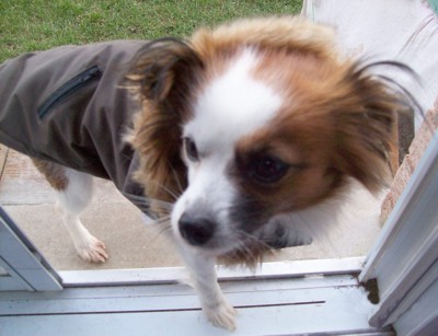 Brown and white dog in coat.