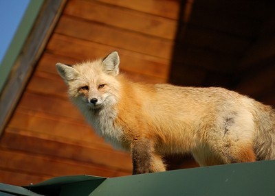 wild fox