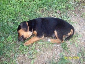 A black and brown dog lying on the ground.