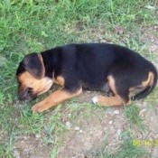 A black and brown dog lying on the ground.