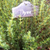 Garden tag ofr thyme.
